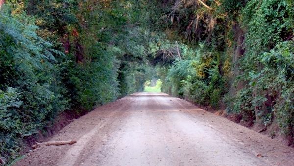 Canopy of Trees